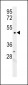 LCLT1 Antibody (C-term)